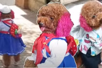 Danh tính chú chó thông minh biết "làm toán" gây bão mạng