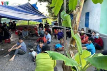 Hàng chục con bạc căng lều đá gà, công an nổ súng trấn áp