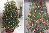 Trước Tết, dân mạng hết hồn với những loạt cây cảnh "trùng lời nguyền"