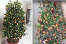 Trước Tết, dân mạng hết hồn với những loạt cây cảnh "trùng lời nguyền"