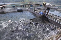 Nuôi những 'thủy quái' sông Đà to như bắp đùi, ăn tốn 1 tỷ đồng/tháng
