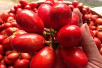 VN có loại quả “chảy ra máu”, vị thơm ngon có thể ngâm rượu
