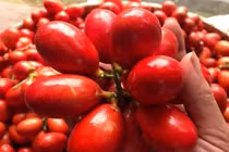 VN có loại quả “chảy ra máu”, vị thơm ngon có thể ngâm rượu