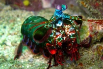 Bí ẩn sinh vật có cặp mắt nhìn được những thứ con người không thấy 