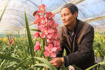 Hoa xuất xứ Trung Quốc gắn mác hoa Tết Đà Lạt