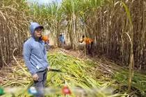 Quang Linh Vlogs bội thu mía, thương lái mở cờ vì 1 câu nói