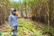 Quang Linh Vlogs bội thu mía, thương lái mở cờ vì 1 câu nói