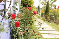 Vợ quyết ly hôn vì tôi không bỏ thuốc lá