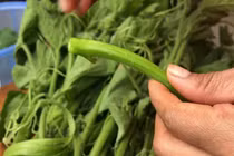 Mách bạn cách tước rau bí vừa non mềm vừa sạch lại nhanh hơn trông thấy