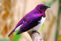 Những động vật hoang dã sặc sỡ nhất trái đất, nhìn là “chết mê” 