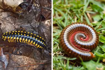 15 loài động vật đã tuyệt đẹp còn dễ thương, ai cũng mê mẩn 