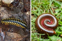 15 loài động vật đã tuyệt đẹp còn dễ thương, ai cũng mê mẩn 