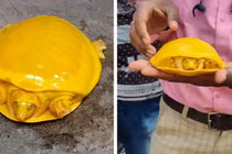 Những loài động vật độc dị, vừa đáng yêu vừa lạ lẫm 