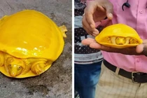 Những loài động vật độc dị, vừa đáng yêu vừa lạ lẫm 