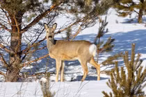 Chó cưng dắt về “thần thú phương Đông", chủ nhà cúi đầu cảm tạ