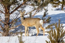 Chó cưng dắt về “thần thú phương Đông", chủ nhà cúi đầu cảm tạ
