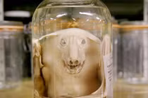 Rợn người bộ sưu tập xác ướp động vật kỳ dị bậc nhất nước Mỹ