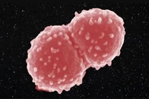 6 sinh vật có thể sống khỏe re bất chấp chiến tranh hạt nhân