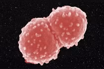 6 sinh vật có thể sống khỏe re bất chấp chiến tranh hạt nhân