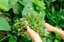 Loại rau này mọc hoang dại ở bờ bụi và các bãi đất trống.