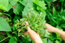 Loại rau này mọc hoang dại ở bờ bụi và các bãi đất trống.