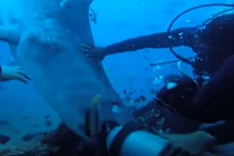 Kinh hãi cảnh cá mập khổng lồ cắn đầu thợ lặn dưới biển