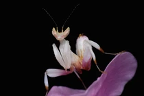 Ngả mã những "thiên tài" ngụy trang trong thế giới động vật (1) 