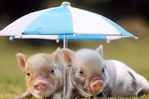 Độc đáo lợn cảnh mini "soán ngôi" chó, mèo: Nhà giàu tranh nhau mua 