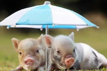 Độc đáo lợn cảnh mini "soán ngôi" chó, mèo: Nhà giàu tranh nhau mua 