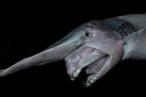 Sửng sốt những động vật "dị dạng" kỳ quái nhất hành tinh 