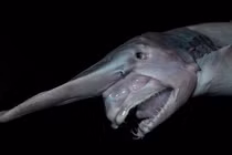 Sửng sốt những động vật "dị dạng" kỳ quái nhất hành tinh 