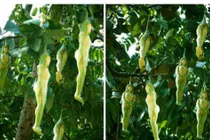 "Đỏ mặt" loại quả hình thiếu nữ, chỉ rung lên khi... đàn ông chạm vào