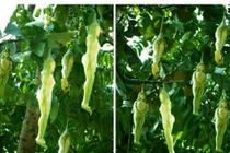 "Đỏ mặt" loại quả hình thiếu nữ, chỉ rung lên khi... đàn ông chạm vào