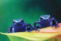 Rùng mình 5 sát thủ máu lạnh ẩn mình trong rừng già Amazon 