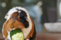 Kinh ngạc những động vật "yểu mệnh", tuổi thọ ngắn nhất hành tinh 