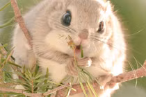 Đẹp mê top động vật sở hữu ngoại hình đáng yêu nhất thế gian 