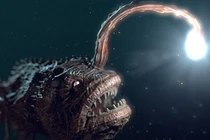 Sửng sốt những sinh vật "đặc dị" nhất náu mình dưới đáy đại dương