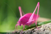 Kinh ngạc những động vật có màu sắc độc lạ ít ai ngờ tới