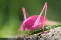 Kinh ngạc những động vật có màu sắc độc lạ ít ai ngờ tới