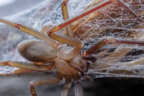 Top động vật "nhỏ mà có võ", sở hữu nọc độc khủng khiếp nhất TG 