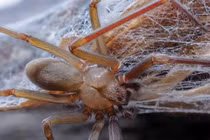 Top động vật "nhỏ mà có võ", sở hữu nọc độc khủng khiếp nhất TG 