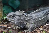 Top động vật sống thọ nhất hành tinh, vượt xa tuổi con người 