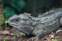 Top động vật sống thọ nhất hành tinh, vượt xa tuổi con người 