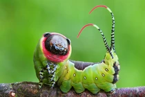 Ngắm "nhan sắc" lung linh của những loài côn trùng đẹp nhất thế gian 