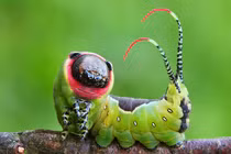 Ngắm "nhan sắc" lung linh của những loài côn trùng đẹp nhất thế gian 