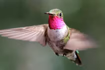 Thán phục 8 động vật sở hữu "siêu năng lực" đặc biệt nhất TG 