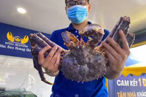 Cận cảnh cua hoàng đế màu tím siêu hiếm mới xuất hiện ở VN 