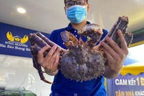 Cận cảnh cua hoàng đế màu tím siêu hiếm mới xuất hiện ở VN 