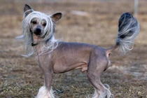 Top động vật xấu đau xấu đớn nhưng giá “chát” bất ngờ 