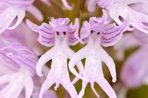 Đứng hình những thực vật giống hệt bộ phận cơ thể người, nhìn phát choáng 